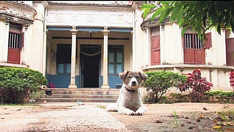 கனவுகளின் மீது ரயில்!﻿