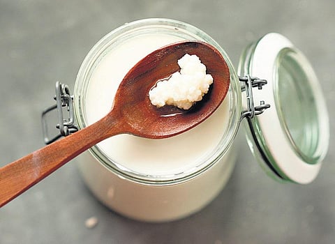 முதுமையைத் தள்ளிப்போடும் புரோபயாட்டிக் உணவு﻿