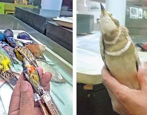 புலப்படாத பறவையின் உடலைத் தேடி...