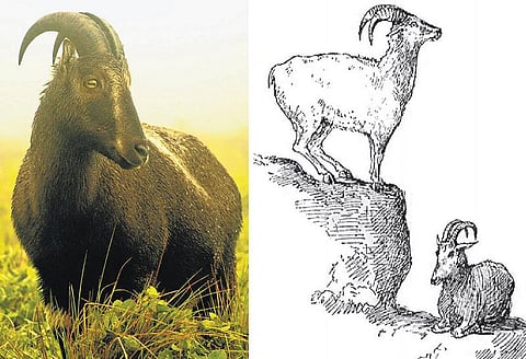 ஓரு உயிரினம் ஒரு தருணம்: காட்டில் ஒரு பிறப்பு﻿