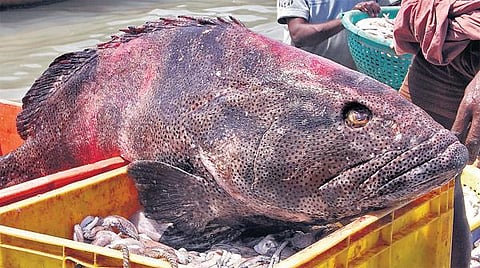 பாம்பன் மீனவர் வலையில் சிக்கிய ராட்சத மீன்﻿: ஆணாக இருந்து பெண்ணாக மாறும் தன்மை கொண்டது﻿