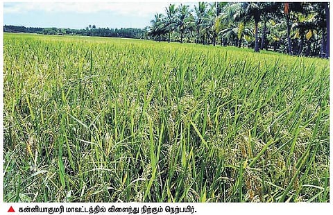 உழுதவன் கணக்கு பார்த்தால் சோற்றில் கை வைக்க முடியாது- குமரி விவசாயியின் புள்ளிவிபரம் சொல்லும் பாடம்﻿