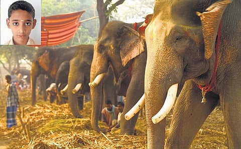 யானைகளுக்கு ஒரு சந்தை