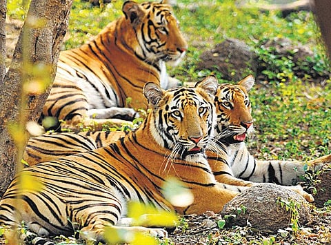 இந்தியாவில் புலிகளை பாதுகாக்க அமெரிக்கா தொழில்நுட்ப உதவி﻿: புரிந்துணர்வு ஒப்பந்தங்கள் தயார்