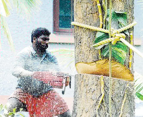 அழிவின் விளிம்பில்: புதைக்கப்படும் 1,500 கோடி உயிர் உலகங்கள்﻿