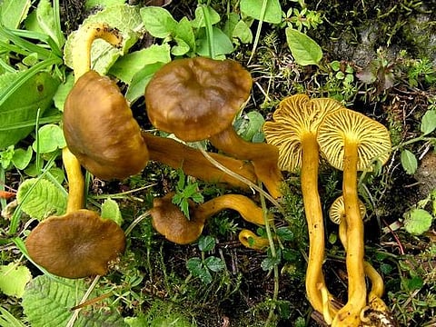 இந்தியாவில் புதிதாக 9 காட்டு வகைக் காளான்கள் கண்டுபிடிப்பு