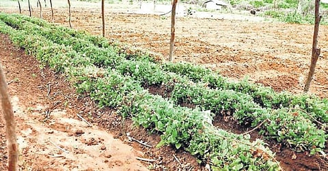 இலங்கையில் முதல்முறையாக மதுரை மல்லிகை சாகுபடி﻿