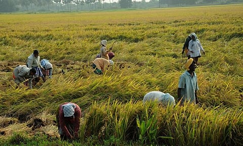 நெல்லுக்கான ஆதார விலை நிர்ணயம்﻿: தமிழக விவசாயிகள் கடும் அதிருப்தி﻿
