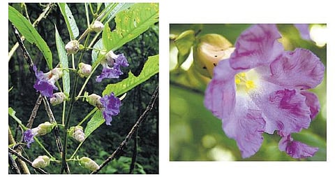 எட்டு வருடக் கார்வி குறிஞ்சி﻿