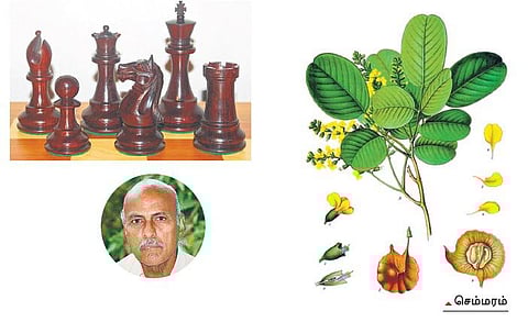 கிழக்கில் விரியும்  கிளைகள்- 3: திடீர் புகழ்பெற்ற மரம்﻿