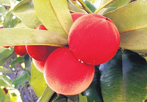 தெரியுமா?﻿- வெல்வெட் ஆப்பிள்