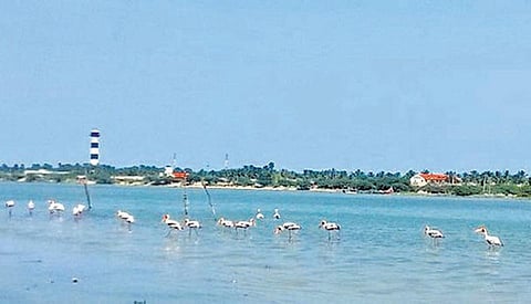 பழவேற்காடு ஏரியில் குவியும் பறவைகள்﻿: பொன்னேரி அருகே ஒரு வேடந்தாங்கல்﻿﻿