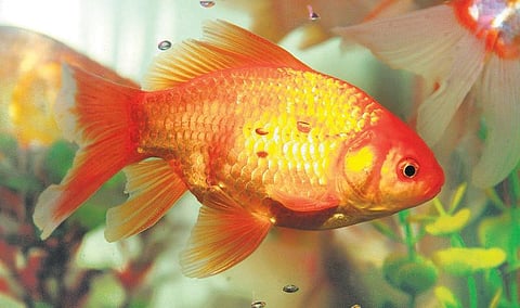 தங்க மீன் ரகசியம்﻿