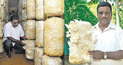 அரசுப் பணி துறந்து காளான் வளர்க்கும் ஆசிரியர்: தேசிய விருதுடன் இளைஞர்களுக்கு வழிகாட்டுகிறார்﻿