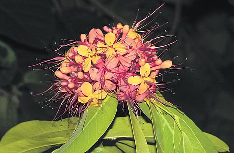 கிழக்கில் விரியும்  கிளைகள் 5: நிஜ அசோக மரம் எது?﻿