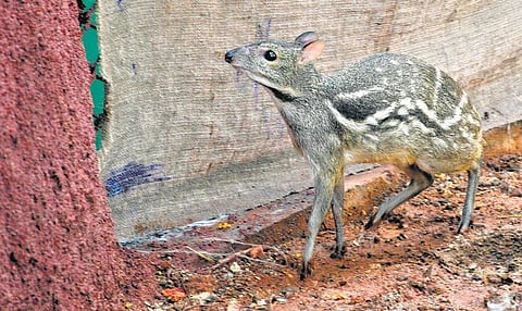 இயற்கை அறிவோம்: புள்ளி எலிமானா? சருகுமானா?﻿