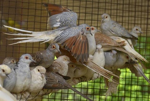 ஹரியாணாவில் மீண்டும் பதற்றம்: புறா திருடியதாக கூறப்பட்ட தலித் சிறுவன் மர்ம மரணம்- தற்கொலை என  முதல்வர் மனோகர் லால் கட்டார் அறிவிப்பு