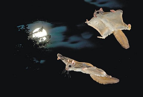 பறக்கும் அணில்!