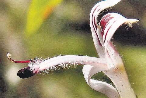 மரபு மருத்துவம்: வைரஸ் காய்ச்சல்களை விரட்டும் நிலவேம்புக் கஷாயத்தின் மகத்துவம்﻿