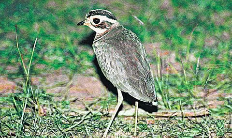 எங்கே இருக்கிறாய் கலுவிக் கோடியே? உலகின் அரிய பறவையொன்றுடன் எட்டு ஆண்டுகள்!﻿ - பறவையியலாளர் ஜெகநாதன் பேட்டி