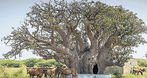 எட்டாவது அதிசயமாய் போற்றப்பட்ட﻿ பொந்தன்புளி மரங்கள் பாதுகாக்கப்படுமா?﻿- அழிவின் விளிம்பிலிருந்து மீட்க கோரிக்கை﻿