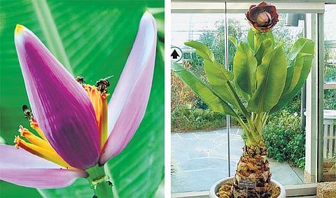 கிழக்கில் விரியும் கிளைகள் 8: பழங்குடிகளுக்கு உயிரளித்த வாழை﻿