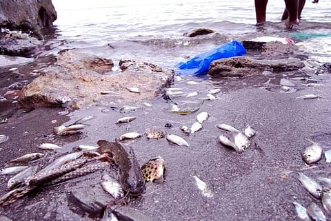 அக்னி தீர்த்தக் கடற்கரையில் கழிவுகள் கலப்பதால் பல்லாயிரக்கணக்கான மீன்கள் செத்து கரை ஒதுங்கியதா?