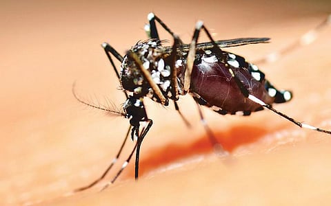 பரிசோதனை ரகசியங்கள் 9: டெங்கு காய்ச்சலுக்கு என்ன பரிசோதனை?﻿