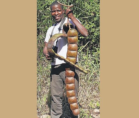 கிழக்கில் விரியும் கிளைகள் 9: ஓர் அதிசய மரக்கொடி﻿