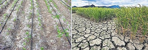 உப்பு படிந்த விவசாய நில பாதிப்பில் தமிழகம் 6-வது இடம்﻿: கூடுதல் நீர் பாசனம், வேதி உரத்தால் 3.67 லட்சம் ஹெக்டேர் பாதிப்பு﻿