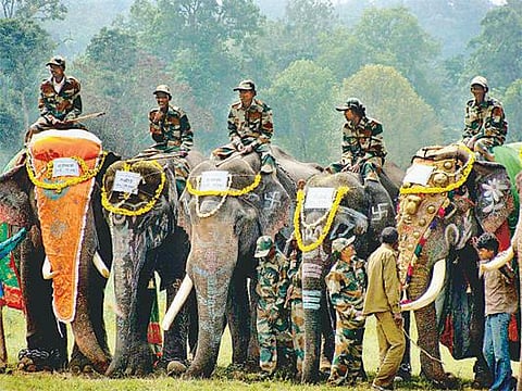 காவிரிக்கரையில் யானை திருவிழா﻿: வனத்துறை சார்பில் கொண்டாட்டம்﻿