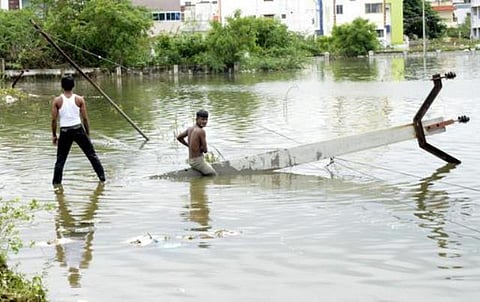 சென்னையில் வெள்ளத்துக்குப் பிறகு பாம்புகள் பிரச்சினை