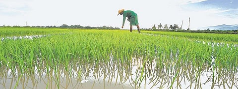 பருவத்தே ‘உயிர் தா!﻿