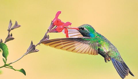 அறிவியல் அறிவோம்: ஹம்மிங் பறவை தேன் குடிப்பது எப்படி?﻿