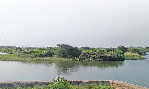 வீராணம் ஏரியின் மேற்கு கரை பகுதியில்﻿ விளைநிலங்களில் தண்ணீர் சூழ்ந்தது