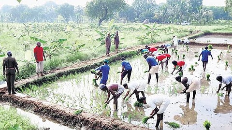 திருச்சி மத்திய சிறையில் 2 ஏக்கரில் நெல் நடவுப் பணி தொடக்கம்﻿