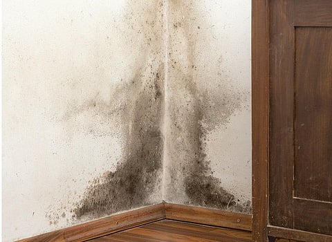 வீட்டில் ஈரக் கசிவா?﻿