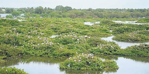 வேடந்தாங்கல் ஏரியில் குவிந்த 25 ஆயிரம் பறவைகள்: ஒரு லட்சம் மீன் குஞ்சுகளைவிட திட்டம்﻿ - பார்வையாளர்கள் வருகையும் அதிகரிப்பு﻿