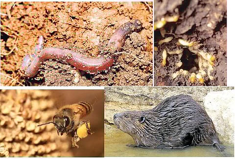 சுறுசுறு உயிரினங்கள்!﻿