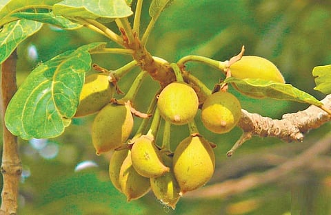 கிழக்கில் விரியும் கிளைகள் 11: இலுப்பையில்லா ஊருக்கு எது சர்க்கரை?﻿