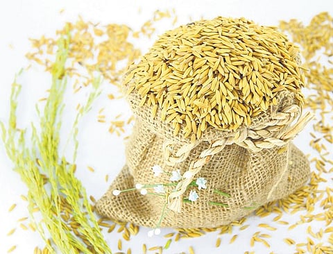 முன்னத்தி ஏர் 11 : வேளாண்மை வருமானம் தர...﻿