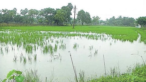 டெல்டா மாவட்டங்களில் கனமழை﻿: ஆயிரக்கணக்கான ஏக்கர் நெற்பயிர்கள் நீரில் மூழ்கின﻿