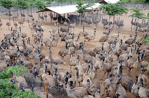 ஈமு கோழி மோசடி வழக்கில் நீதிமன்றத்தில் யுவராஜ் ஆஜர்﻿