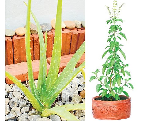 ஆரோக்கியம் தரும் செடிகள்﻿