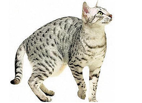 ஏன்? எப்போது? எப்படி?