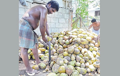 வடமாநிலங்களில் குளிரால் தேங்காய்க்கு வரவேற்பில்லை﻿: கொள்முதல் விலை குறைவால் விவசாயிகளுக்கு நஷ்டம்﻿