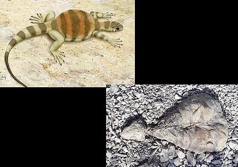 ஆமையின் மூதாதை எது?﻿