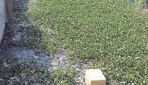 மதுரையின் கூவம் கிருதுமால் நதி!﻿