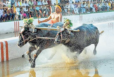 உச்சநீதிமன்ற உத்தரவை மீறி﻿ தொடர்ந்து நடைபெறும் கம்பளா விளையாட்டு﻿: நடவடிக்கை எடுக்க வலியுறுத்தல்﻿