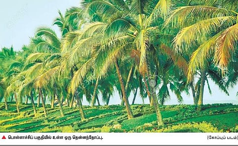 தமிழக தென்னை விவசாயிகள் ‘நீரா’ இறக்க அரசு அனுமதிக்குமா?﻿